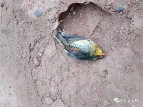 鳥突然死掉|鳥兒離奇死亡：真相大白